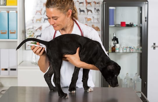 Veterinarian conducting a review with your dog American Staffordshire