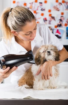 Veterinarian drying your dog Shih Tzu after a bath