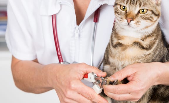 Cat in a veterinary clinic hairdresser cutting nails