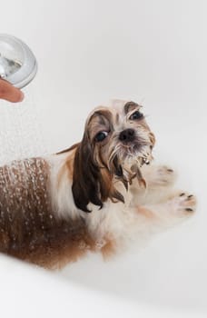 Bubble Bath a lovely dog Shih Tzu