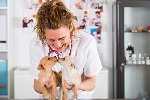 Veterinarian with a Chihuahua puppy undergoing medical checkup