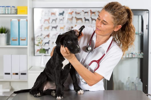 Veterinarian conducting a review with your dog American Staffordshire