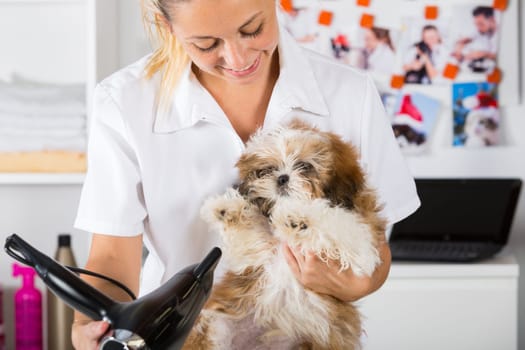 Veterinarian drying your dog Shih Tzu a bath