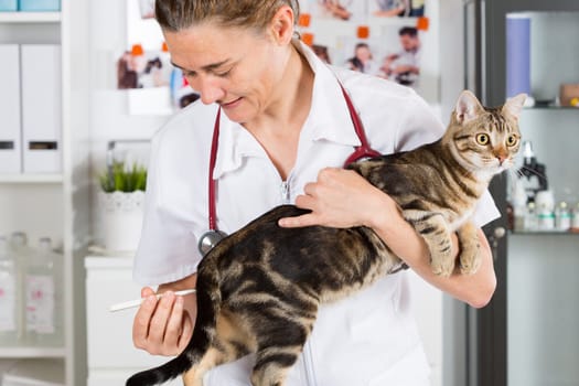 Veterinary taking the temperature of a cat in clinic