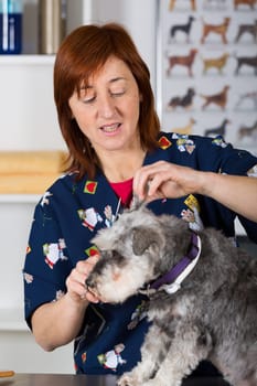 Canine hairdresser in a beauty clinic with dog