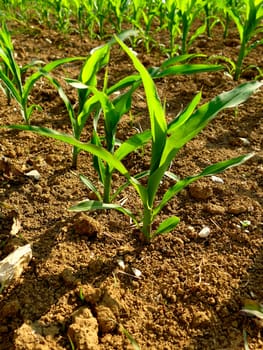 corn field with young plants