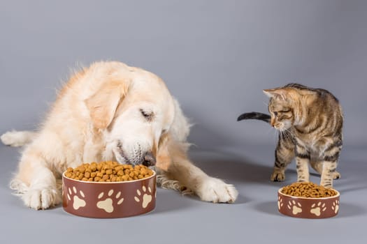 Dog and cat eating dry food in bowls
