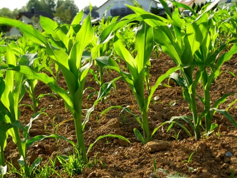 corn field with young plants
