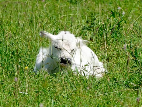 calf hidden in grass on a meadow