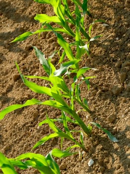 corn field with young plants
