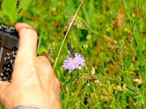 a fotogtaf takes a picture of a butterfly