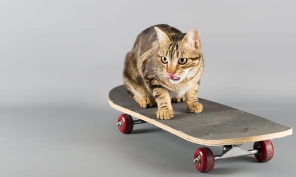 Cat on his skateboard licking