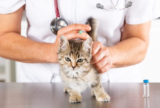 Veterinary clinic and kitten playing with phonendoscope