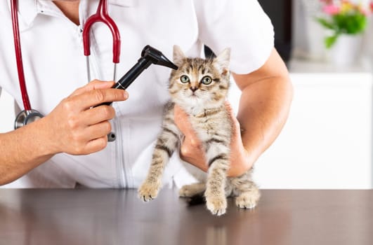 Veterinary clinic and kitten playing with phonendoscope