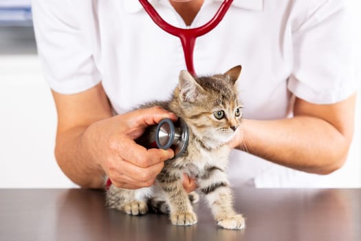 Veterinary clinic and kitten playing with phonendoscope