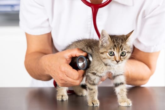 Veterinary clinic and kitten playing with phonendoscope