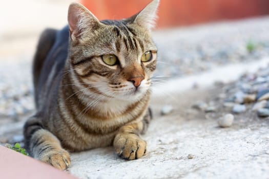 Close up of an adorable tabby kitten