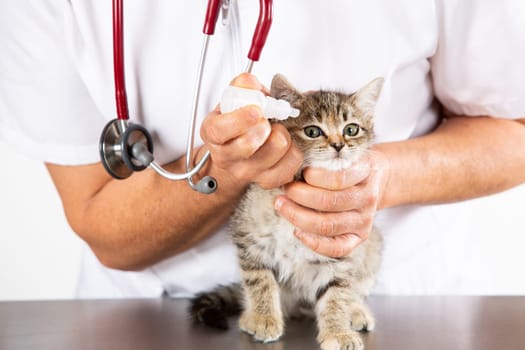Veterinary clinic and kitten playing with phonendoscope