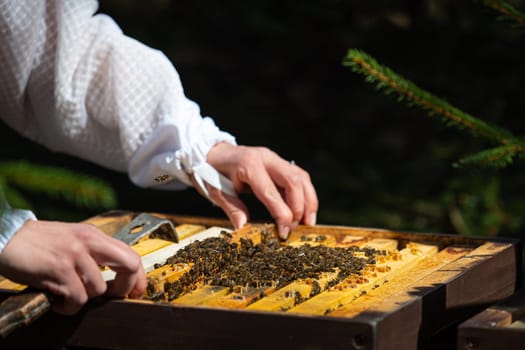 The beekeeper looks after bees. The beekeeper opens the hive, the bees checks, checks honey. Beekeeper exploring honeycomb.