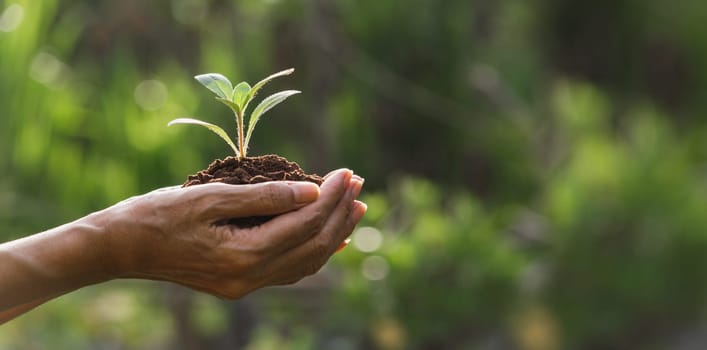 Hand holding a green and small plant. Green fresh plants on nature background.