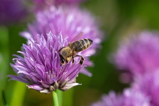 Honey bee collecting nectar from chives plant blossom. .Chives are a commonly used herb for culinary purposes.