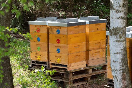 Close up of flying bees. Wooden beehive and bees.