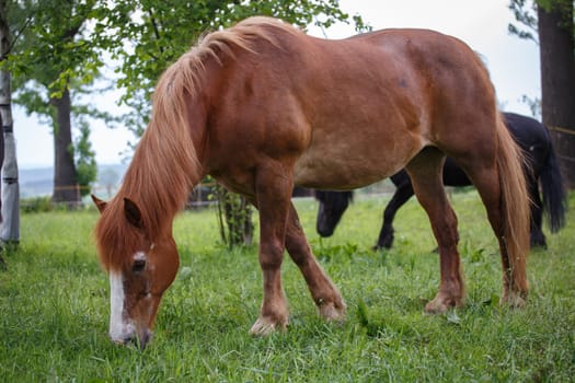 Horse on pasture and autumnal landscape in the background