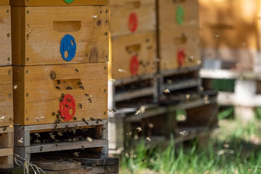 Close up of flying bees. Wooden beehive and bees.