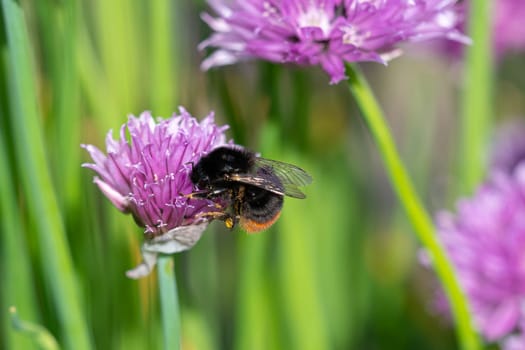 Bumblebee collecting nectar from chives plant blossom. .Chives are a commonly used herb for culinary purposes.