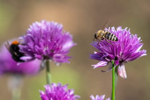 Honey bee collecting nectar from chives plant blossom. .Chives are a commonly used herb for culinary purposes.