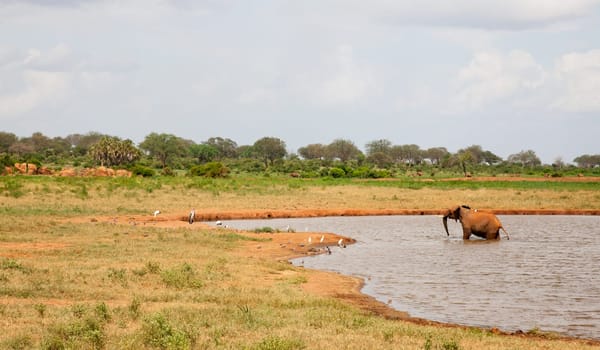 One red elephant bathes in the waterhole with a lot of birds on this shore