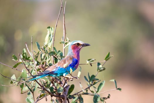 A very colorfull bird is sitting on the tree in the savannah in Kenya