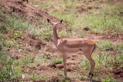 Some antelope in the grassland of the savannah