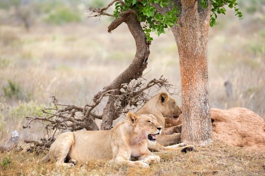 Some lions rest in the shade of a tree