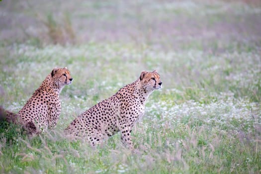 Cheetah in the grassland in the national park in Kenya