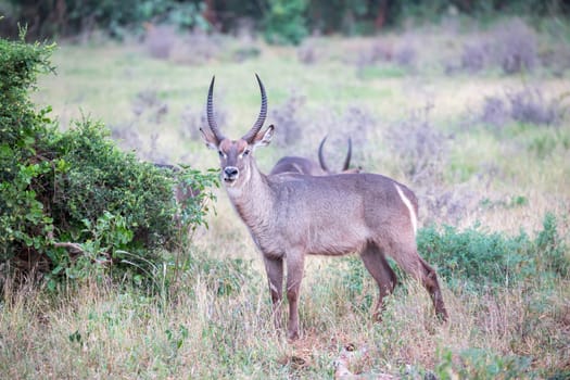 The waterbuck stands in the savanna watching you