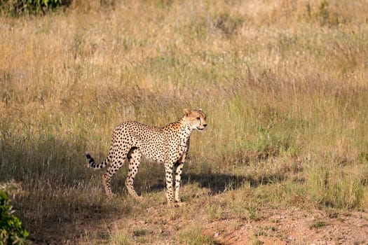 A Cheetah in the grassland of the savannah in Kenya