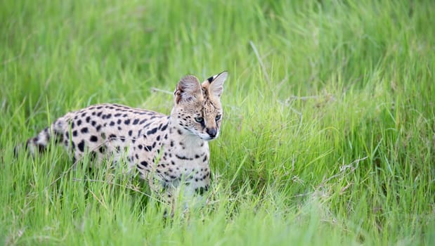 A serval cat in the grassland of the savannah in Kenya