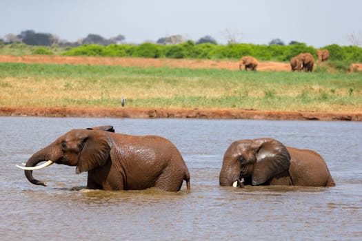 The red elephants bathe in a water hole in the middle of the savannah