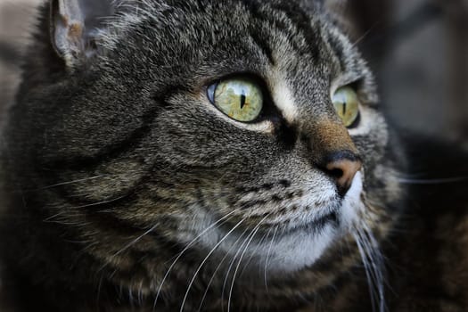 The face of a pretty brown-black female cat with green eyes