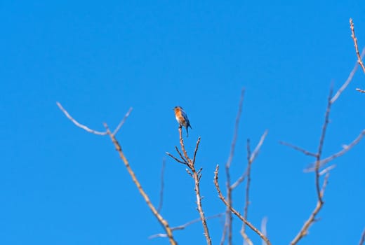 Eastern Bluebird in the Early Spring in Midewin National Tallgrass Prairie in Wilmington, Illinois