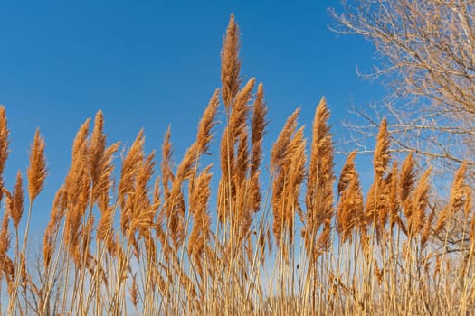 Prairie Grasses in the Sun in Midewin National Tallgrass Prairie in Wilmington, Illinois