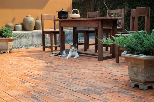 Cat chilled on brick floor background, stock photo