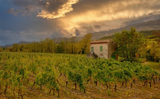 Vineyards in France, autumn, Drome,  wine Clairette de Die