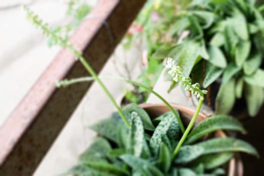 Tropical green leaves plant in pot, stock photo