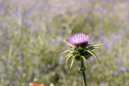 close up of blossoming cardoon flower in grass field at urban park, shot in bright sunny light at Milan, Lombardy, Italy.