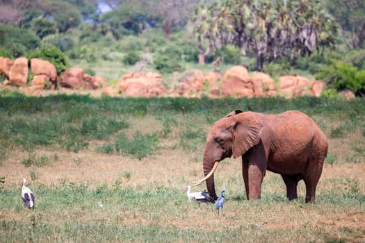A red elephant is walking in the savannah of Kenya