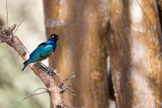 Very colorul native birds sit on branches