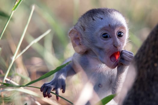 One baby monkey with an open mouth