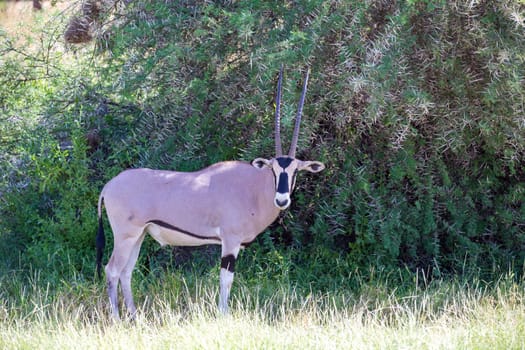 The antelopes in the grass landscape of Kenya